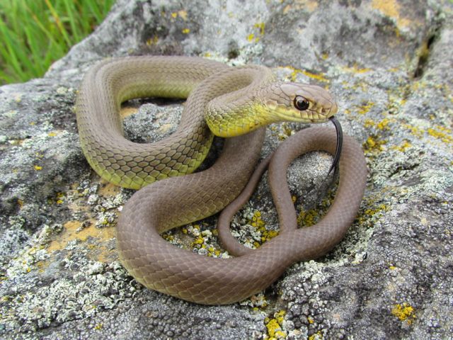 Yellowbelly Racer